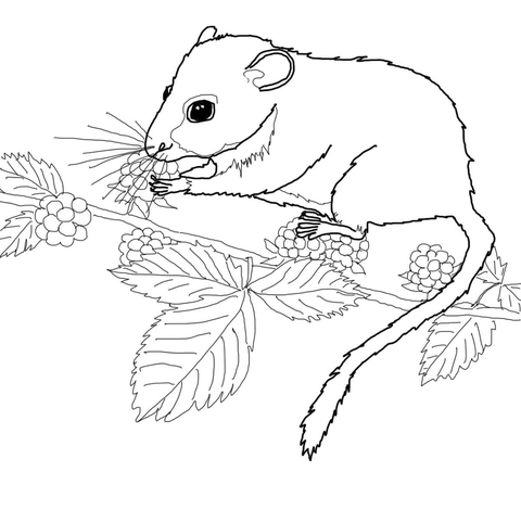 Dormouse Eating Berries Coloring Page